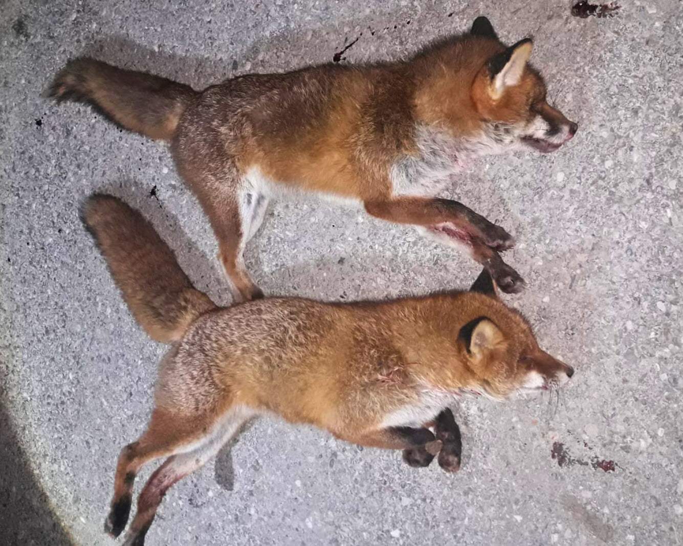 Altfuchs über 5,5 kg - Verfügbar