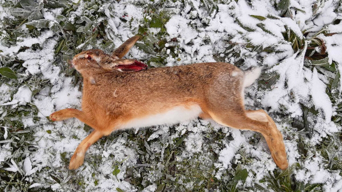 Feldhase - verfügbar