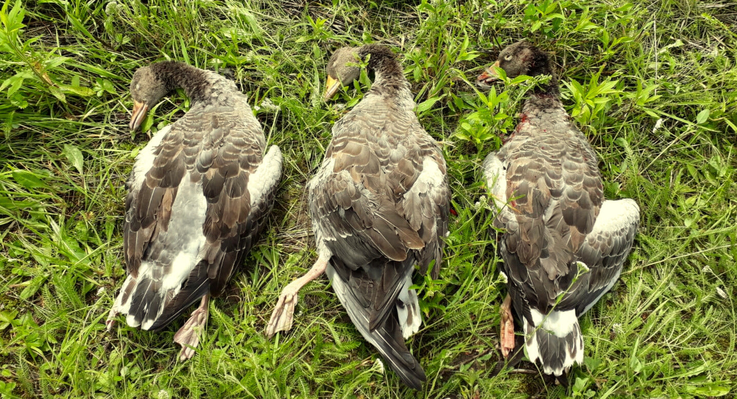 Graugans - Verfügbar