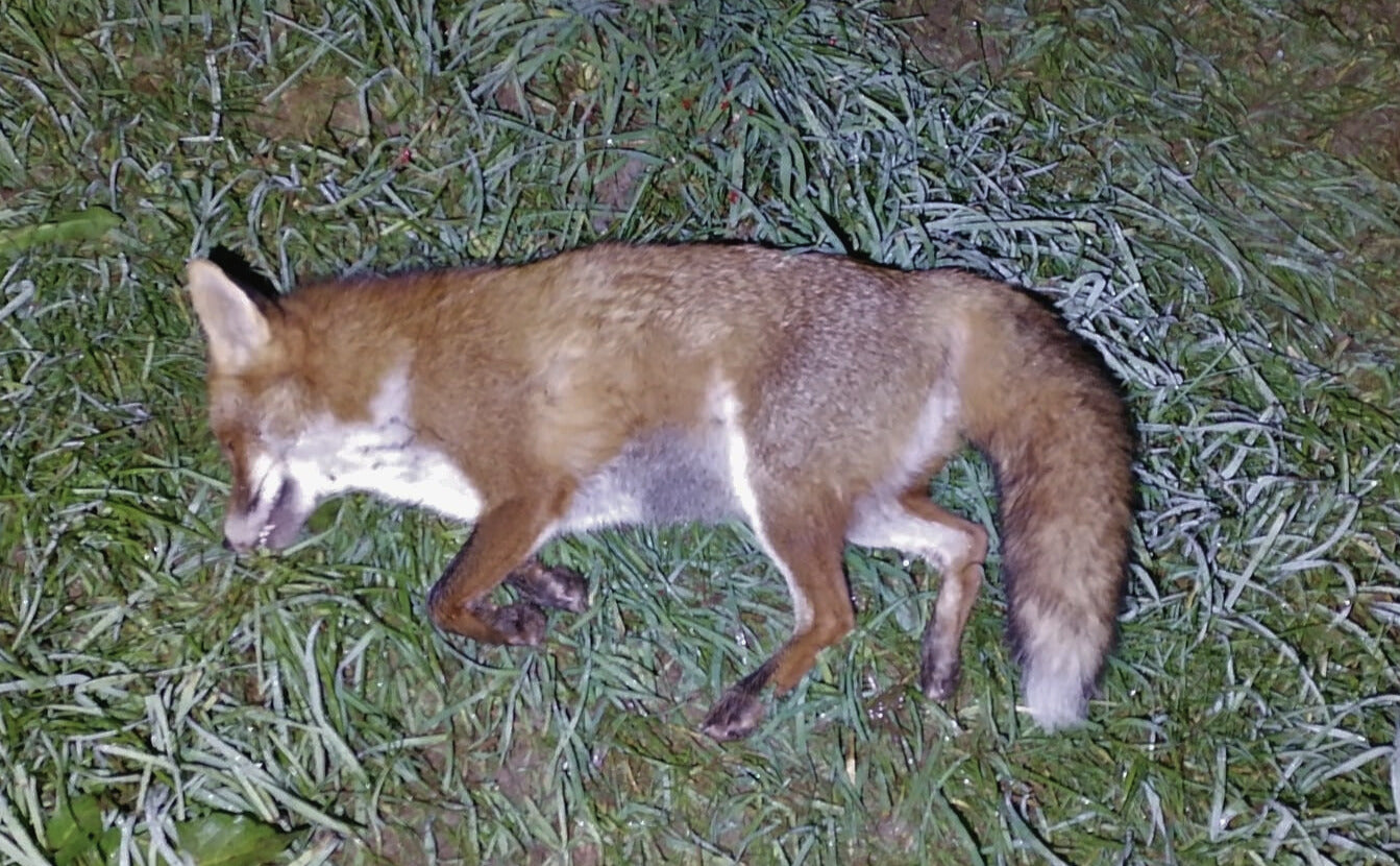 Prüfungsfuchs zwischen 3.5 kg und 5.5 kg - Verfügbar