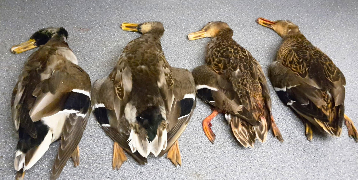 Prüfungsente - Verfügbar