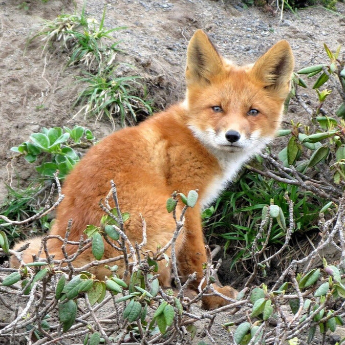 Jungfuchs unter 3,5 kg - Verfügbar