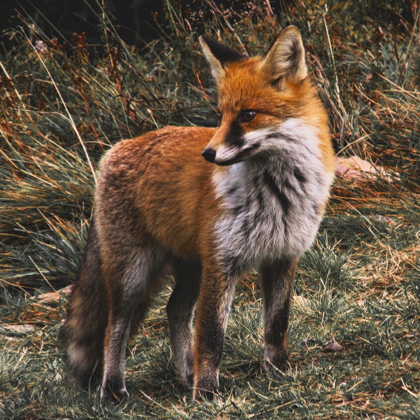 Prüfungsfuchs zwischen 3.5 kg und 5.5 kg - Verfügbar
